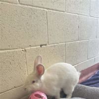 Photo of Kiwi