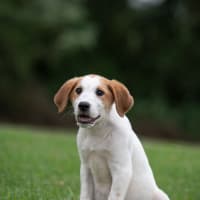 Photo of Charlie