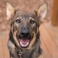 Photo of Rin Tin Tin 