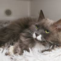 Photo of Maple Sta012873