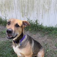 Photo of Mali *$250 Adoption Fee*