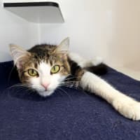 Photo of Tinsel Rsua013285