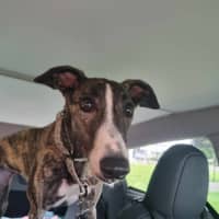 Photo of Maia, The Greyhound