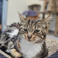Photo of Juniper