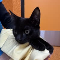 Photo of Binx