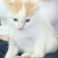 Photo of Crumpet