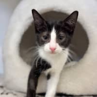 Photo of Spyder