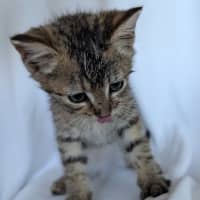 Photo of Tiger