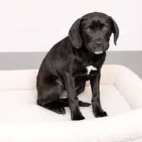 Photo of Stella