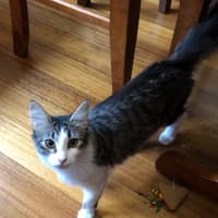 Photo of Cocoa
