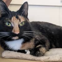 Photo of Xanny (Was Nigiri)