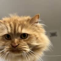 Photo of Cheezel