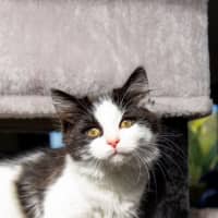 Photo of Juniper