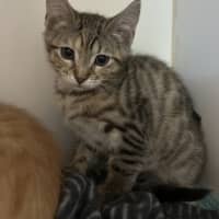 Photo of Tiki