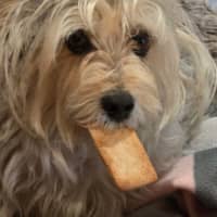 Photo of Indie 