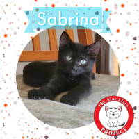 Photo of Sabrina *9 Lives Project Rescue*