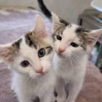 Photo of 🐘 Mastodon 🐘