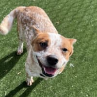 Photo of Millie Imp 1335