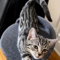 Photo of Boo Boo