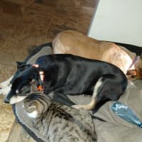 Photo of Maximus