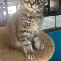 Photo of Vanilla Ice 