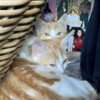 Photo of Viper **2nd Chance Cat Rescue**