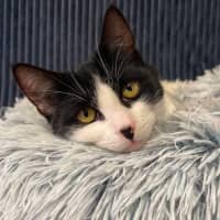 Photo of Friday   In Foster Care In Bentleigh East