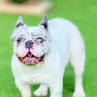 Photo of Wiggles