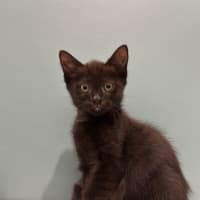 Photo of Kitten Crew