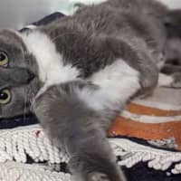Photo of Blossom