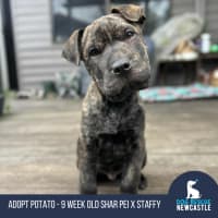 Photo of Potato   9 Week Old Shar Pei X Staffy 