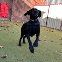Photo of Olive