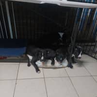 Photo of Staffy Pups