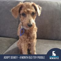 Photo of Dewey   4 Month Old Toy Poodle