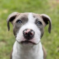 Photo of Blueberry