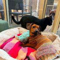 Photo of Coco