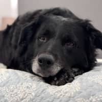 Photo of Boss