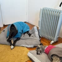 Photo of Roxy