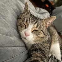 Photo of Reggie