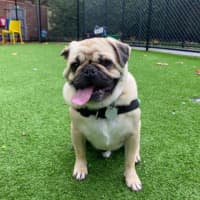 Photo of Dexter