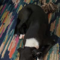 Photo of Bruno