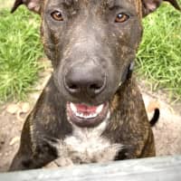 Photo of Tilly Love Bug