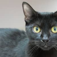 Photo of Cola