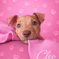 Photo of Cleo