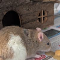 Photo of Cabbage, Joey And Pancake