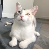 Photo of Apricot   Located In Brunswick East