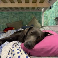 Photo of Max   1 Year Old Kelpie X