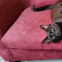 Photo of Salem