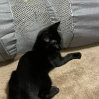 Photo of North   Meet Me At Adoption Day In Ballarat 28/2