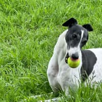 Photo of Bucket Girl, The Greyhound